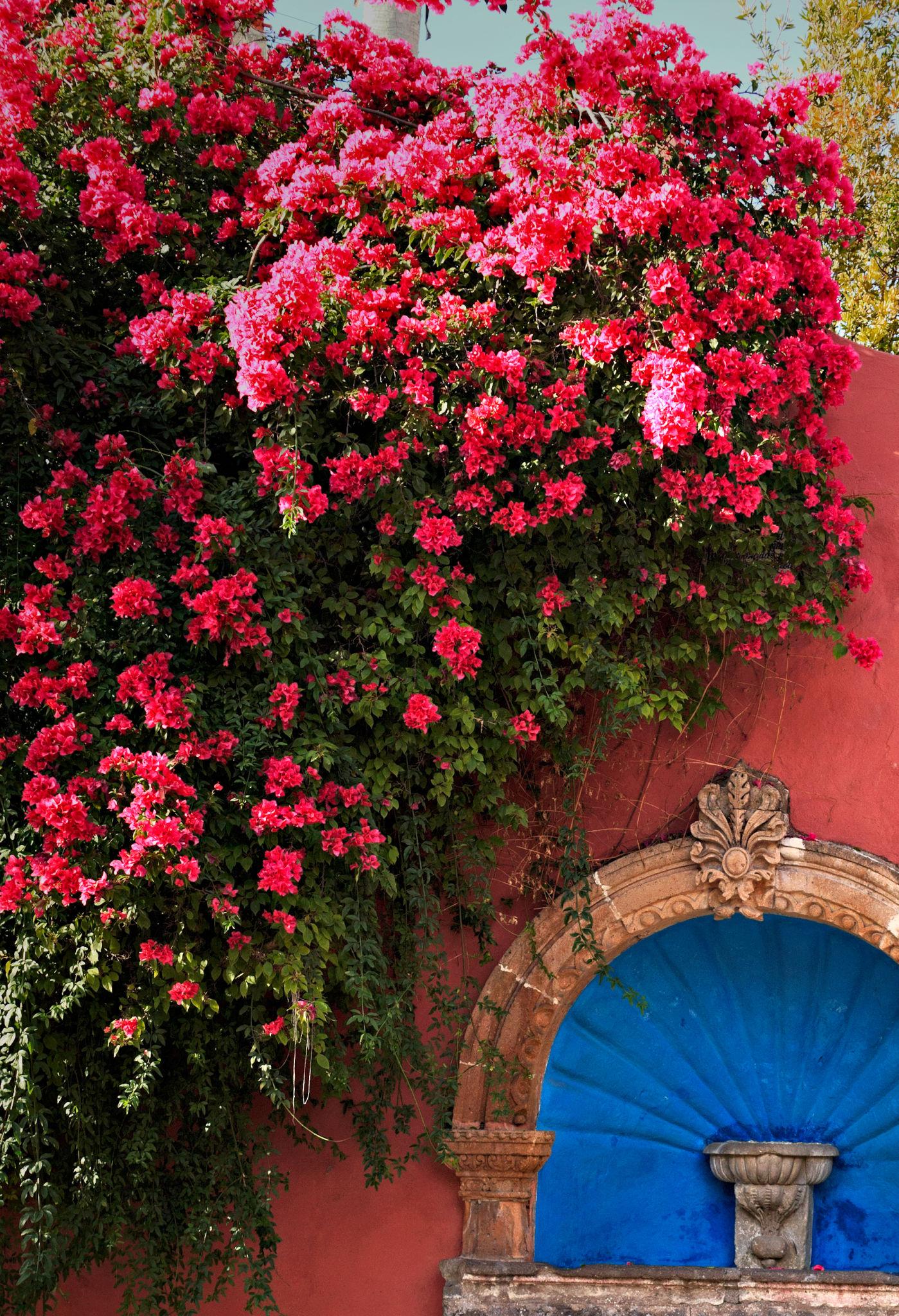 A San Miguel street wall covered in bougainvillea