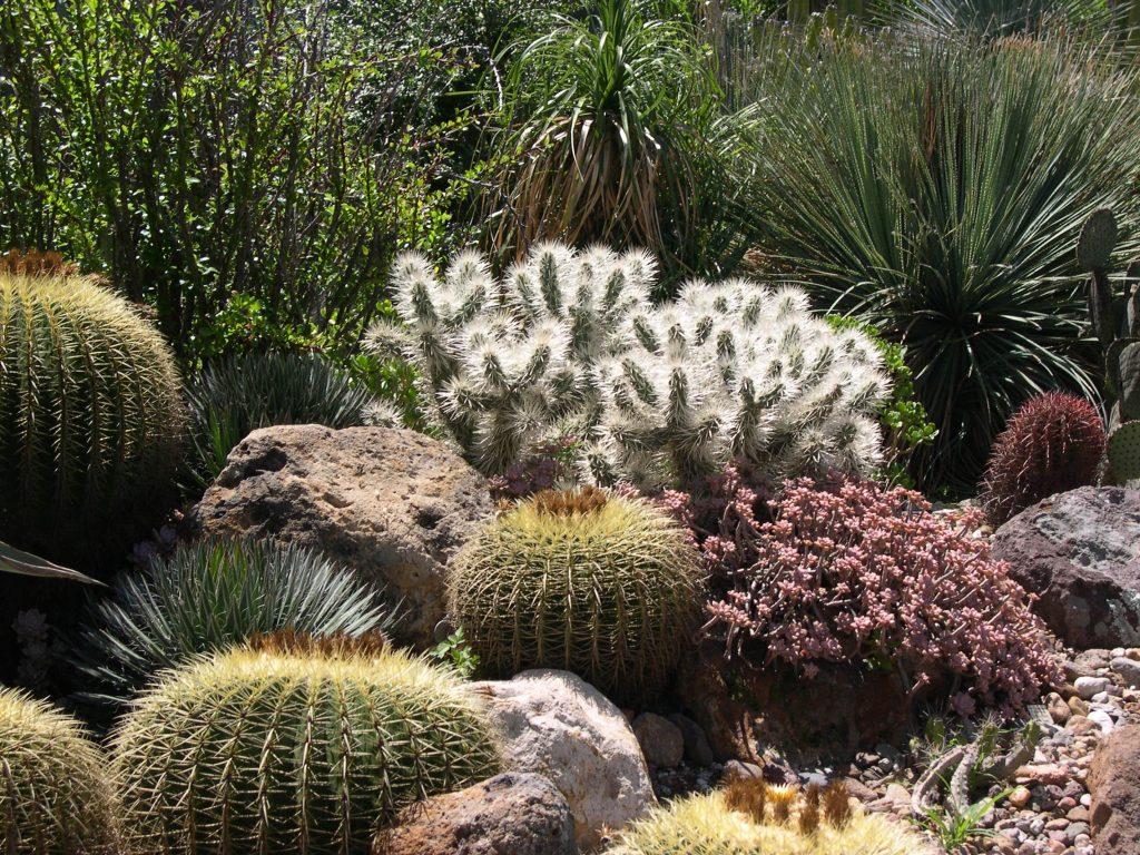 Trails through El Charco del Ingenio
