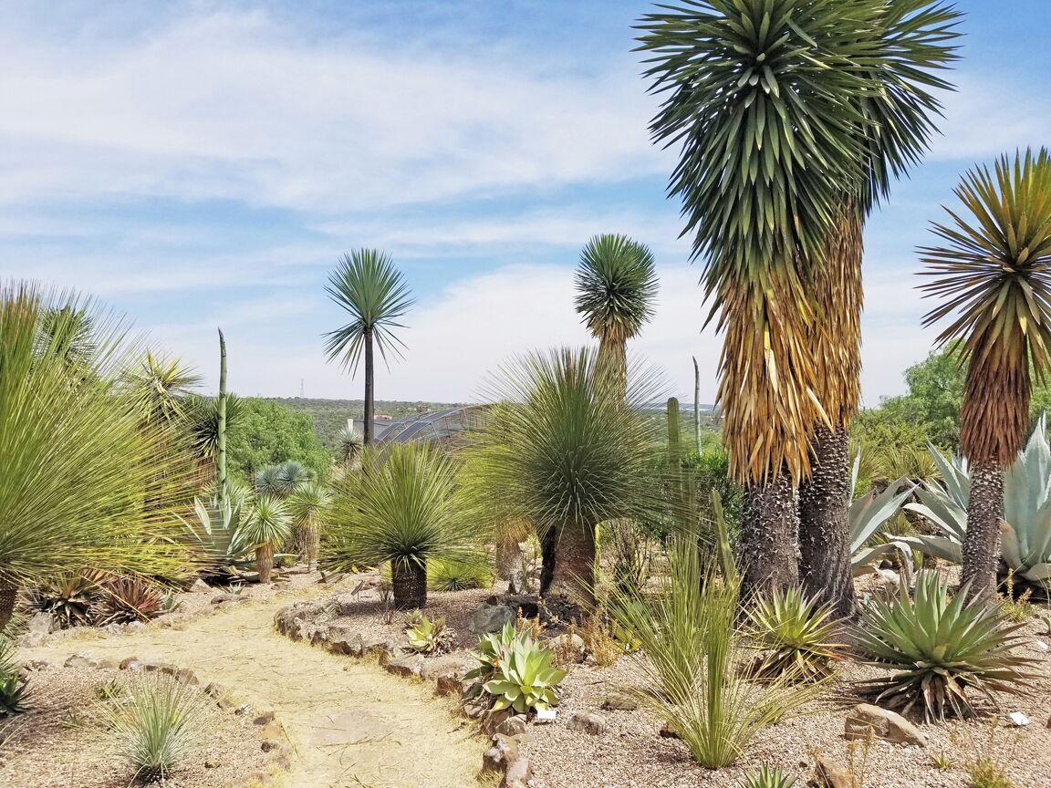 Agave and yucca gardens with valley views at El Charco del Ingenio