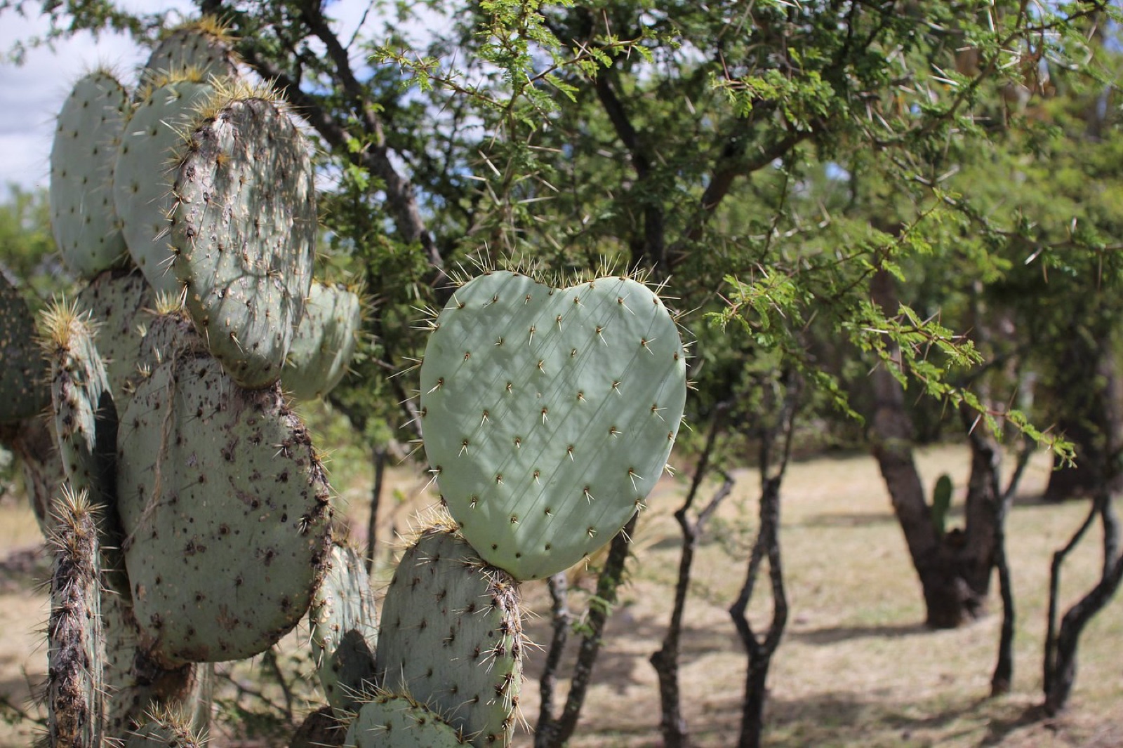 A heart-shaped prickly pear cactus pad at El Charco del Ingenio botanical garden