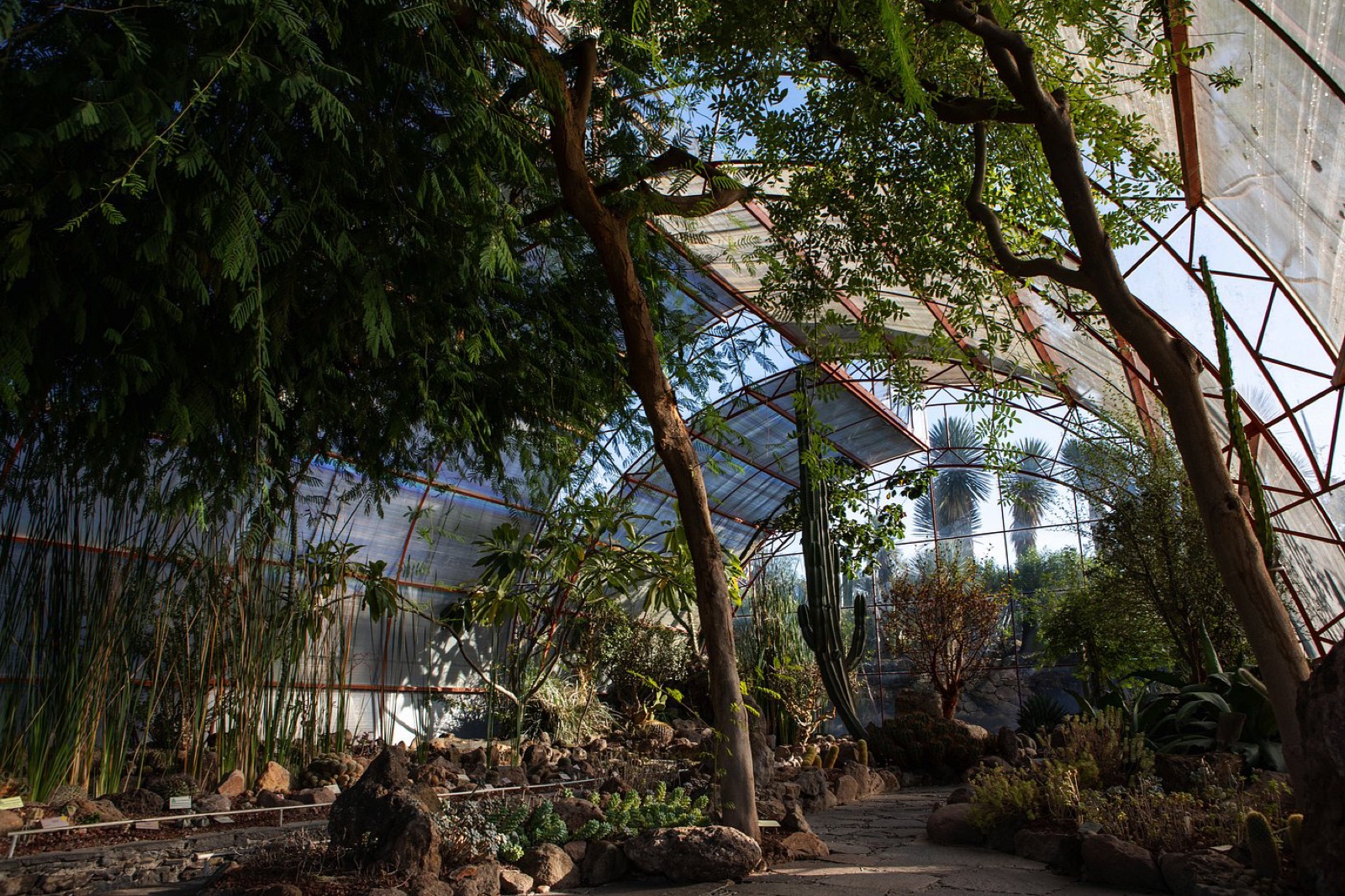 Inside the cactus conservatory greenhouse at El Charco del Ingenio botanical garden