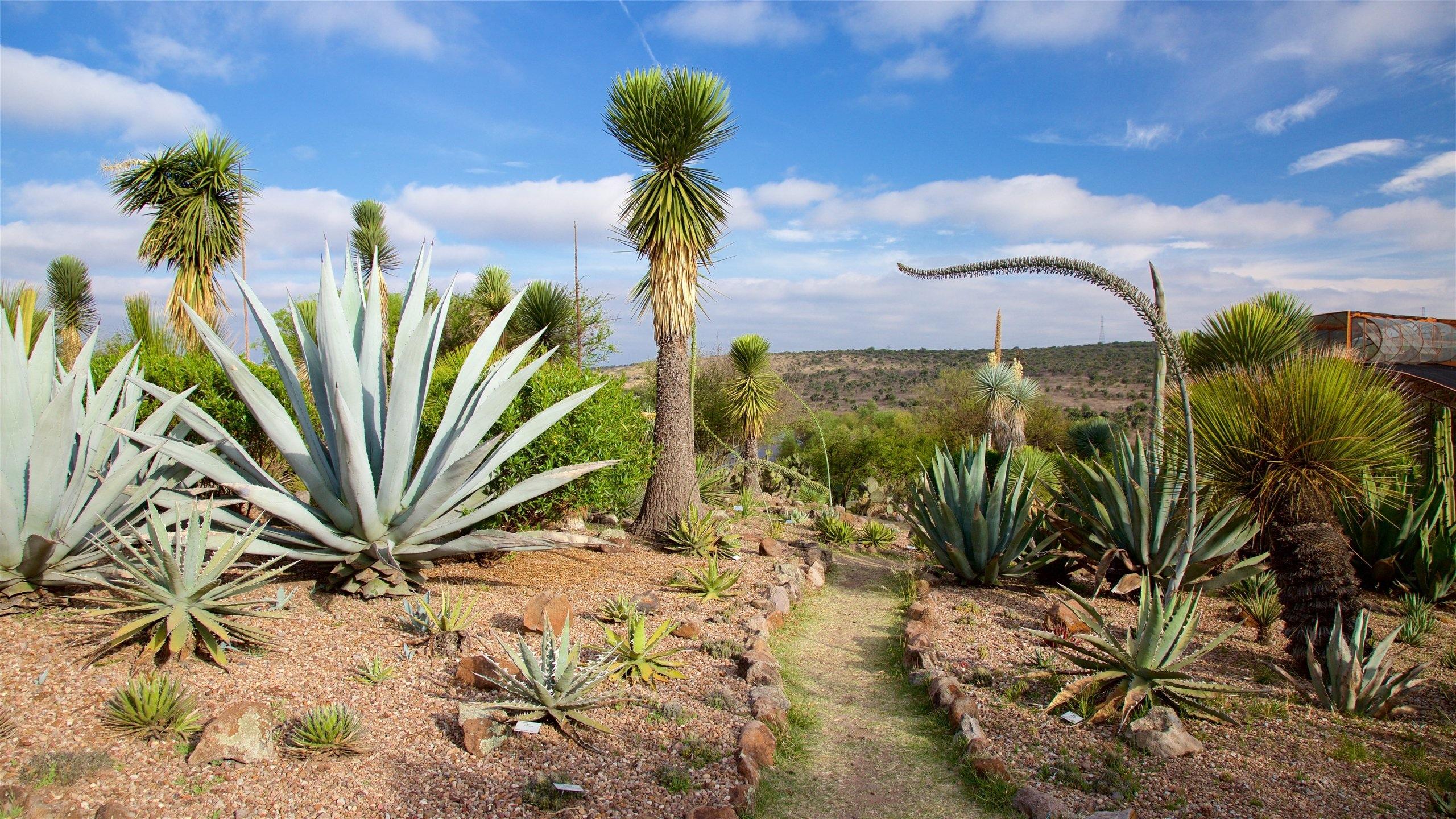El Charco del Ingenio botanical garden